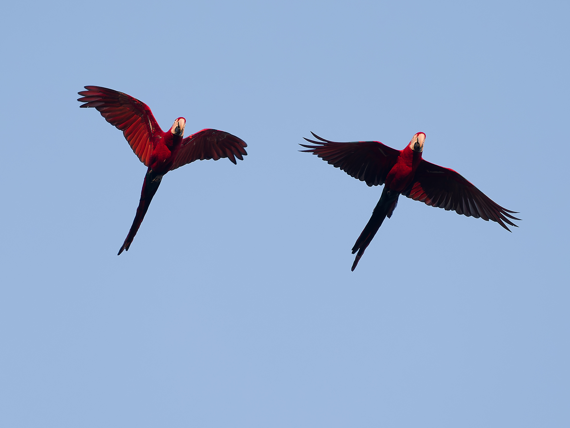 Click to open Dag 8: De Pantanal